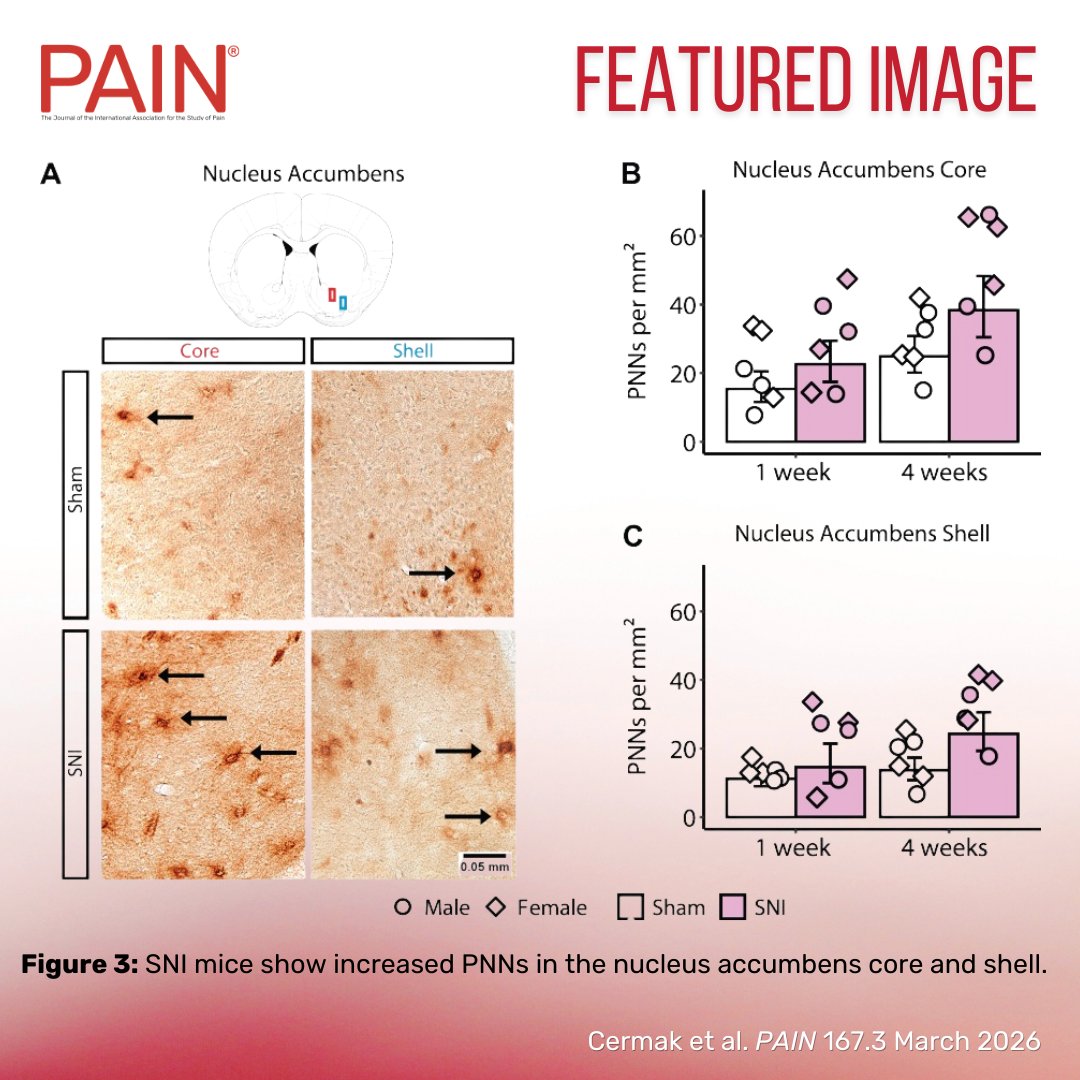PAIN Journal tweet media