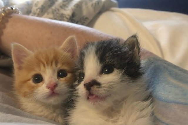 The Pets 𝕏 tweet media