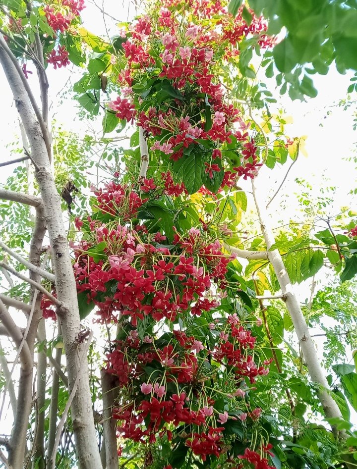 Vicky Polonは熱帯果樹マニア tweet media