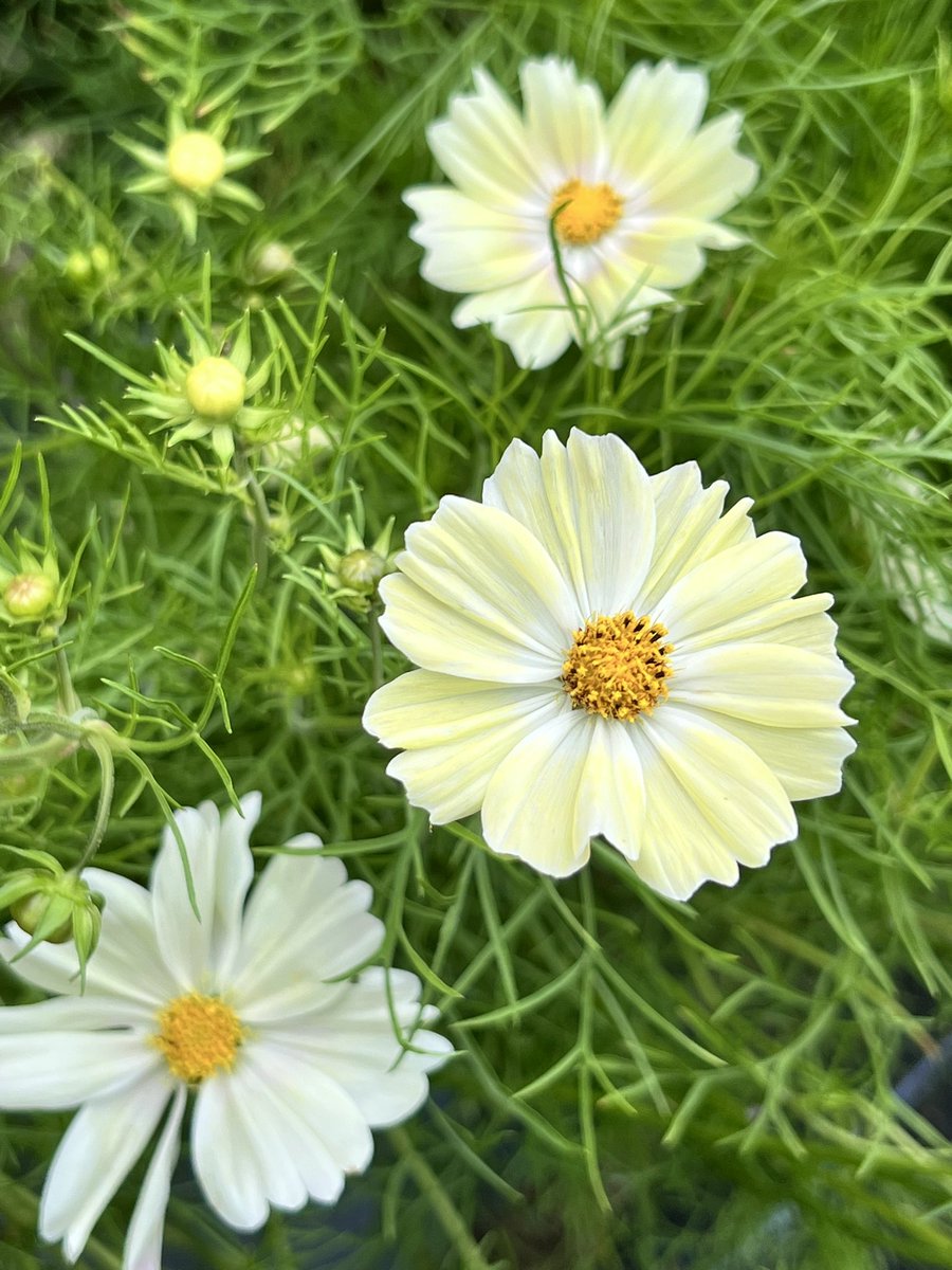 Jonathan Sheppard tweet media