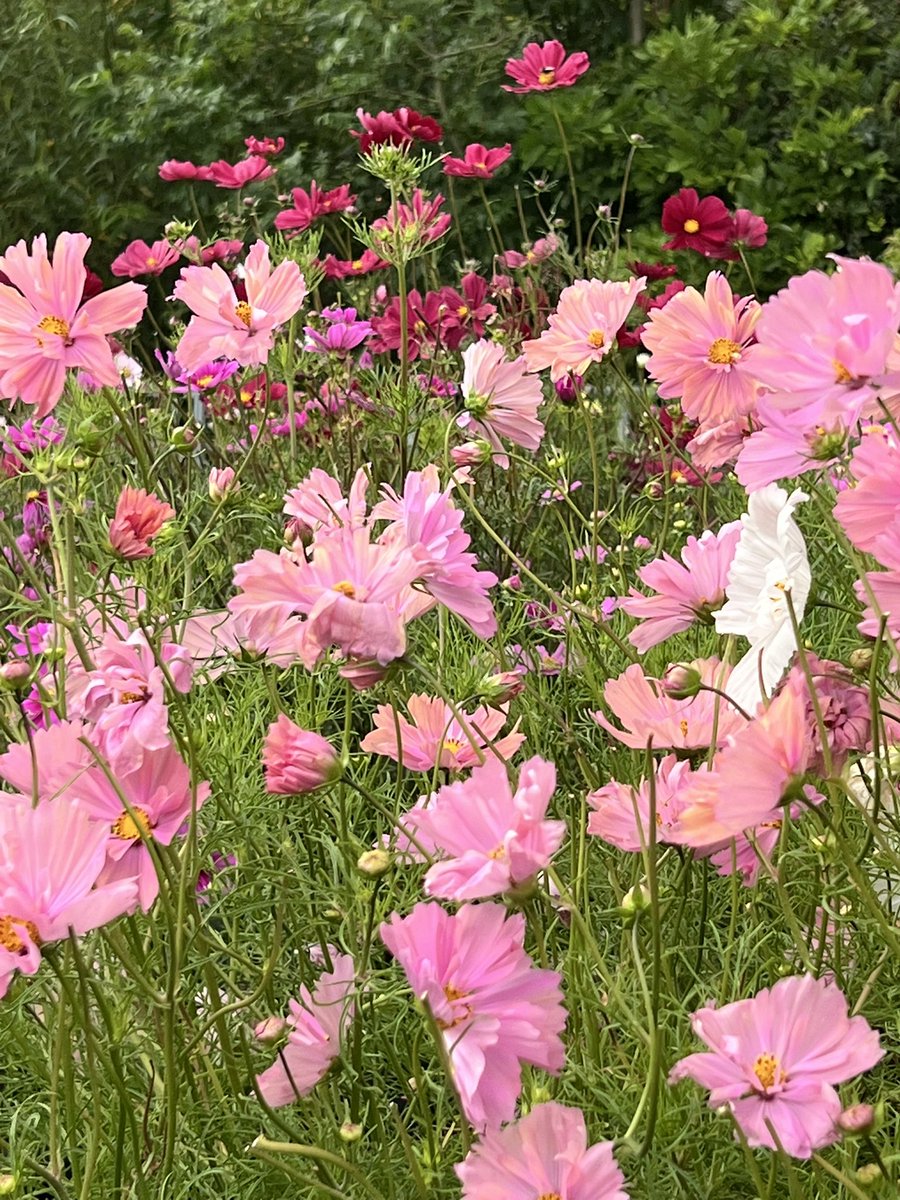 Jonathan Sheppard tweet media