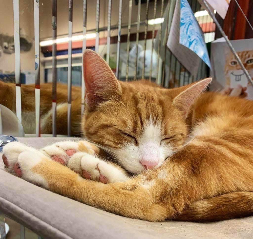 George The Stourbridge Junction Station Cat tweet media