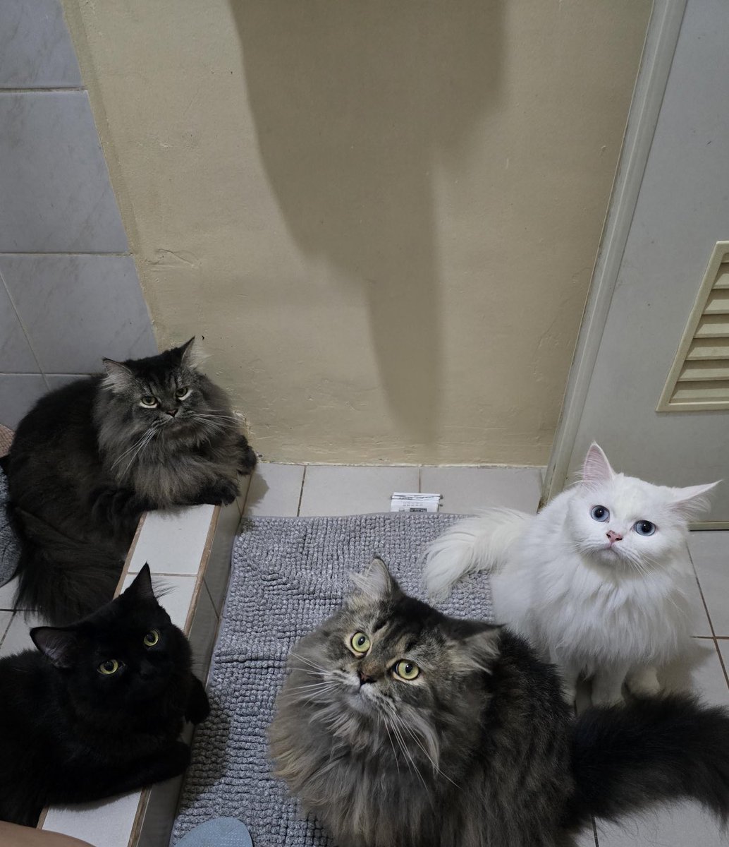 gatos fazendo gatices tweet media