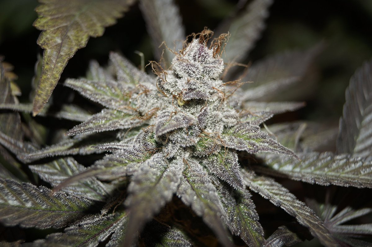 Khalifa Genetics tweet media