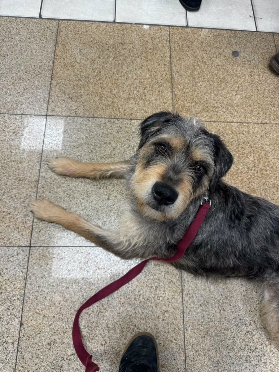 TAPNYACC's tweet image. Manchas was rescued 🥳🎉 
Tysvm 2 the amazing 
@MiracleLnResq💖
+ yr #Foster💕

We couldn't do it w/o all of U💖 
#Pledging #Sharing &amp;amp; #Caring

Donations Welcome
linktr.ee/miraclelanefar…