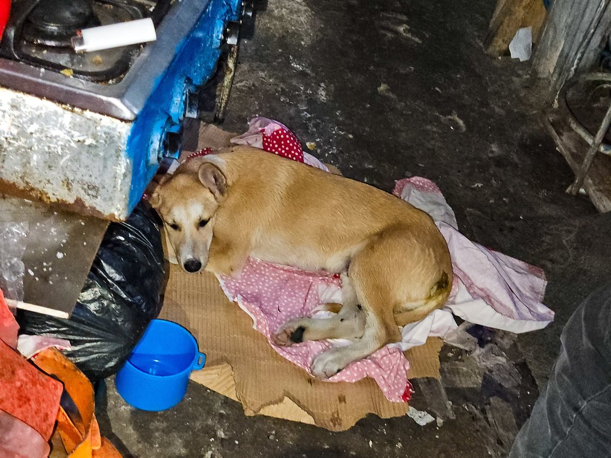 Alerta Noticias tweet media