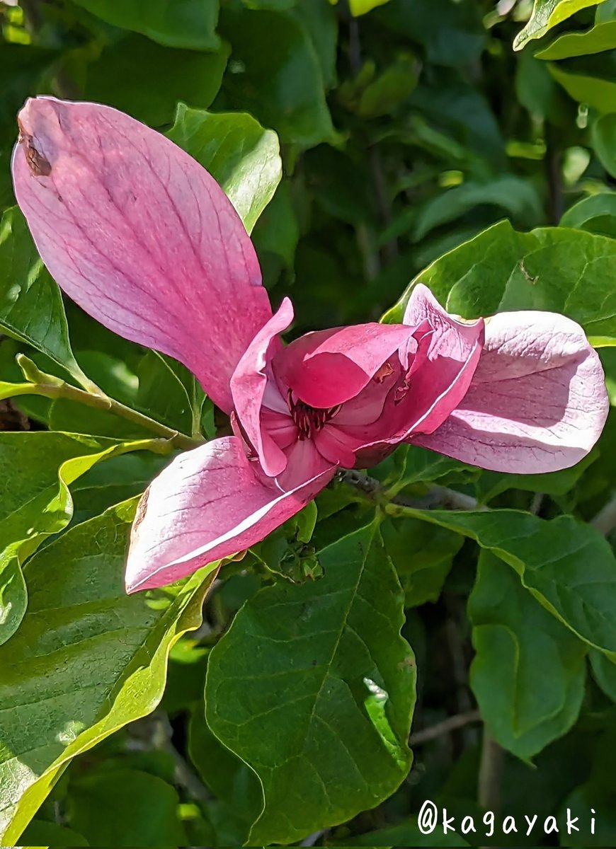 光🍀✽.。.:・゚ tweet media