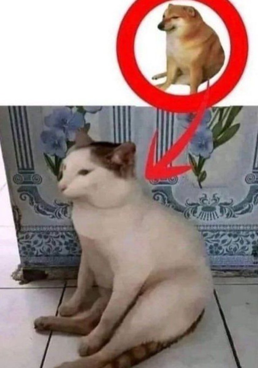 gatos fazendo gatices tweet media