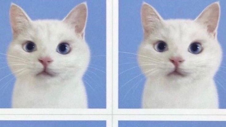 ؘ⠞⡷✤ sevEN tweet media