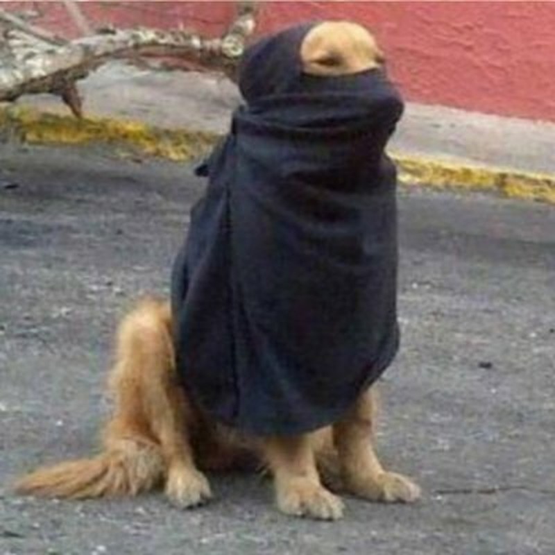 أبو ماريا tweet media