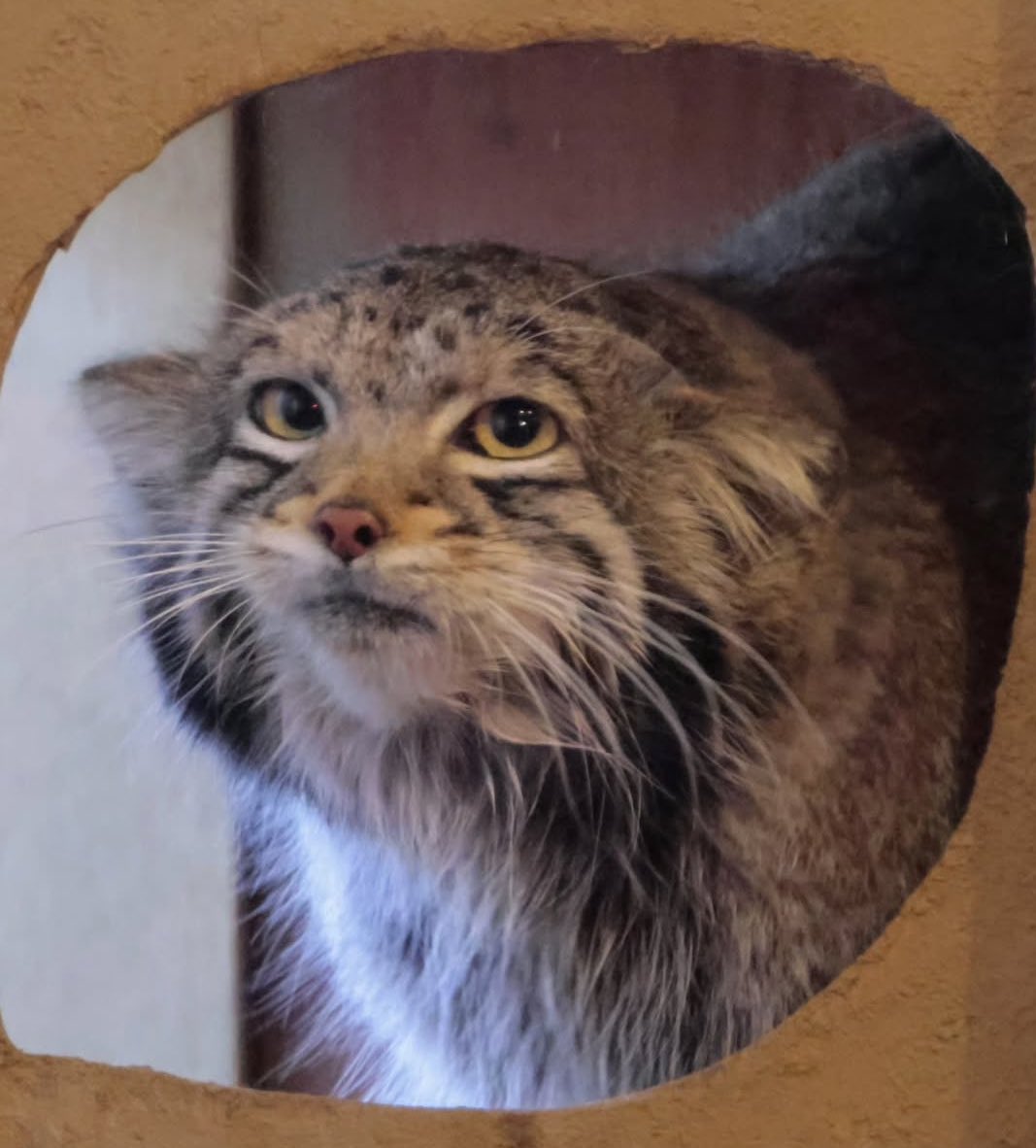 Adamisback tweet media