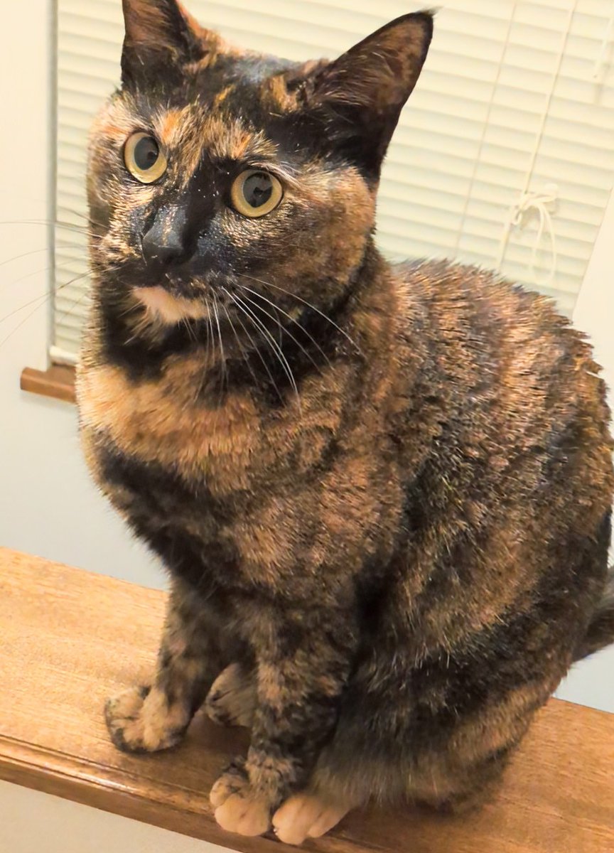 さび猫ボボちゃん tweet media