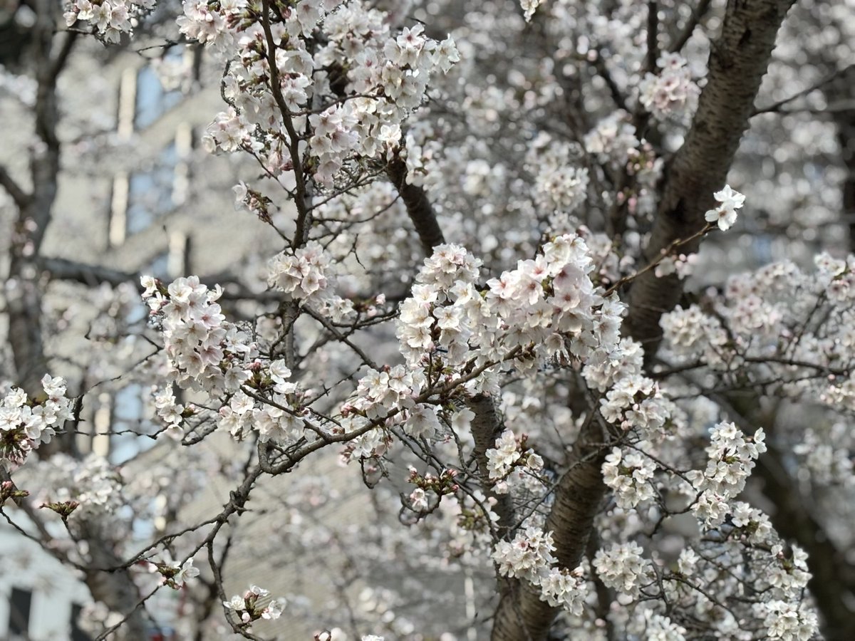 コチロー審神者垢@3/28コスオール tweet media