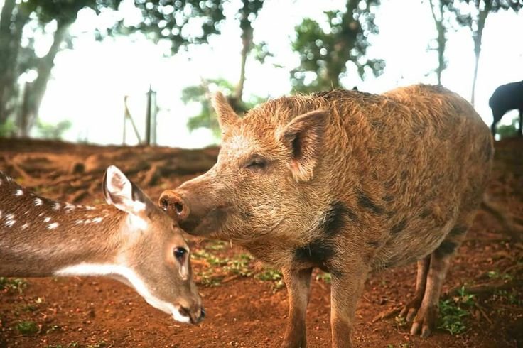 Дочь ворона и вепря🐦⬛🐗🏳🌈 tweet media