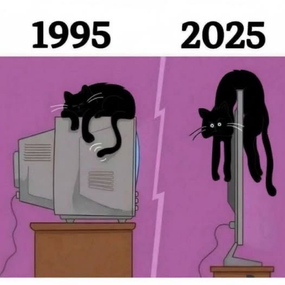 cats with powerful impression 🐾 tweet media