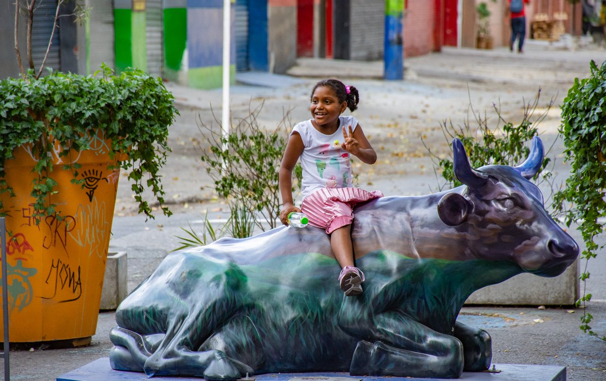 Las vacas de Medellín...