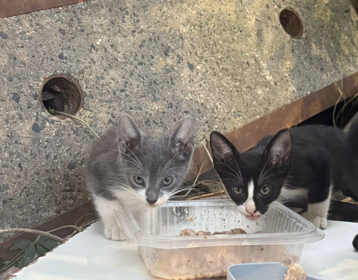 Buyi Manzi  tweet media