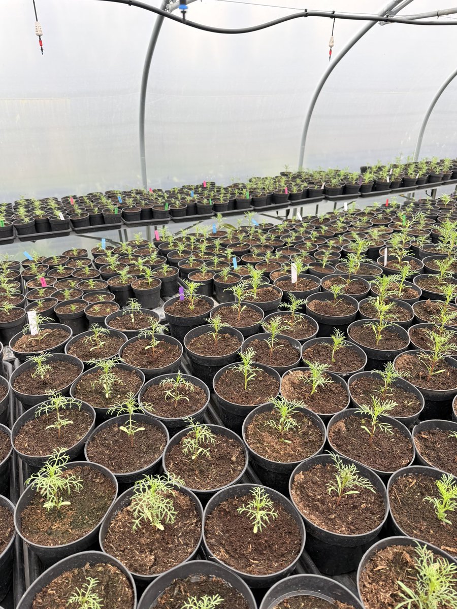 Jonathan Sheppard tweet media