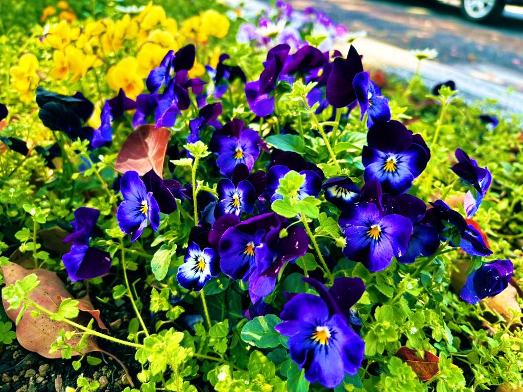 ⋆͛❥う̤̮ぉོる⃓ふら⃕む֒⑅⋆͛ tweet media