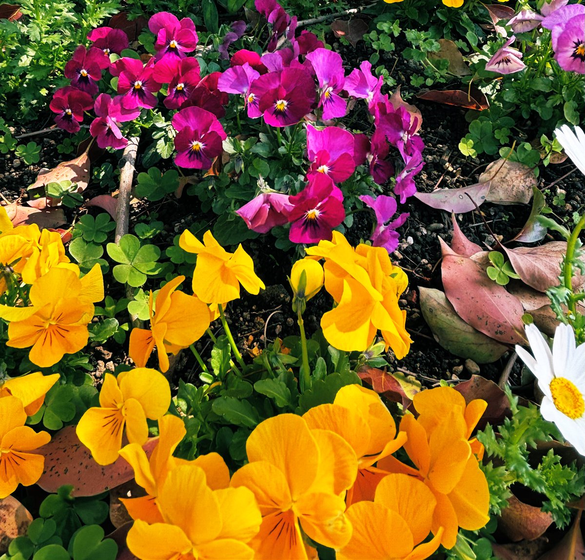 ⋆͛❥う̤̮ぉོる⃓ふら⃕む֒⑅⋆͛ tweet media