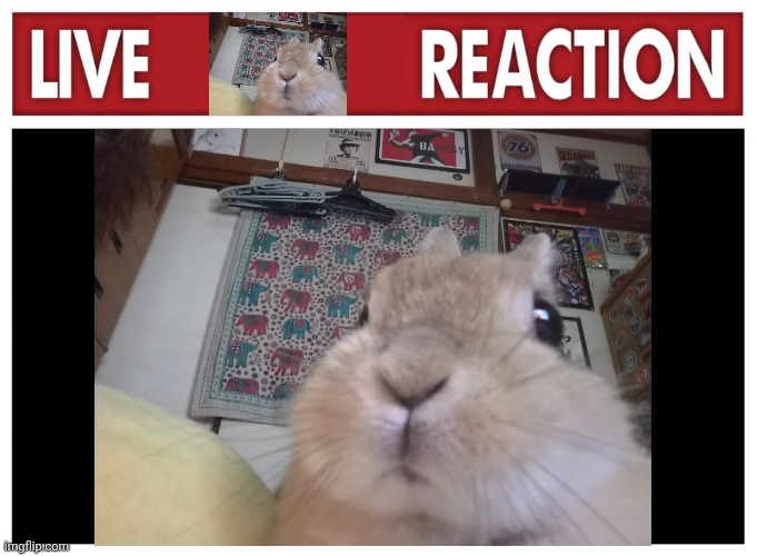 Le Rooster tweet media