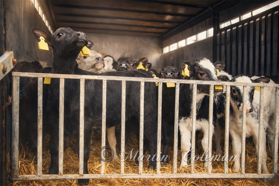 Martin Coleman tweet media