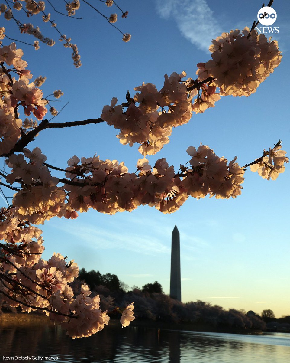 ABC's tweet photo. Despite Washington, D.C., experiencing its coldest winter in more than two decades, persistent above-average warmth in March pushed the Tidal Basin’s cherry blossoms to another early peak bloom, reflecting a longer-term trend.

Read more: https://t.co/z8gzBTj861 https://t.co/LZIjfUFyGy
