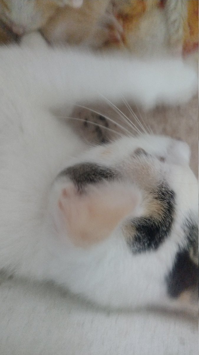 Gari Brad tweet media