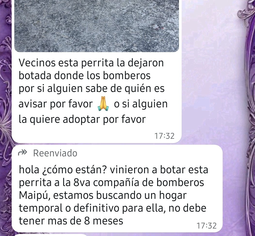 Cloe Kim tweet media