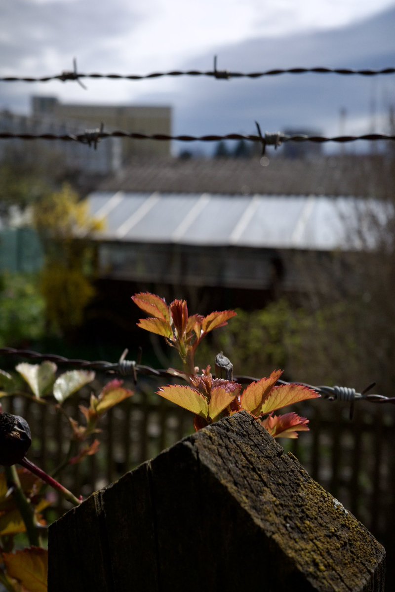 Vladimir Yagubov tweet media