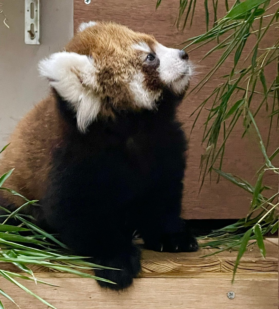 Kizuどん ℝ tweet media