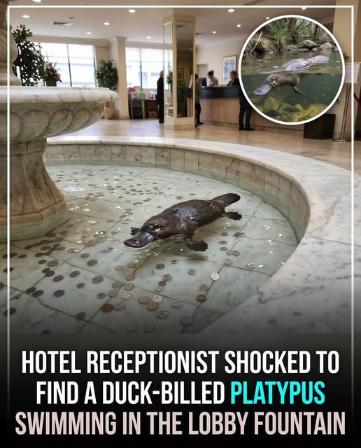 Quo Vadis - Richie The Rich tweet media