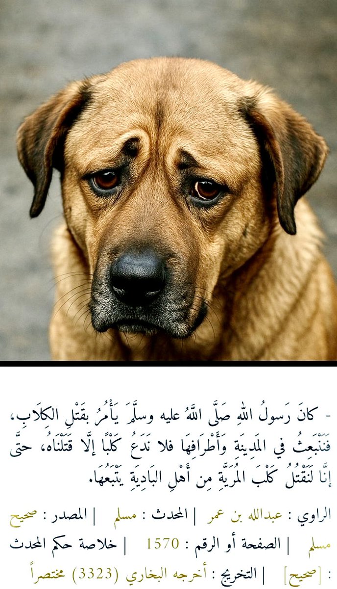 امة المليـــار مرتـد tweet media