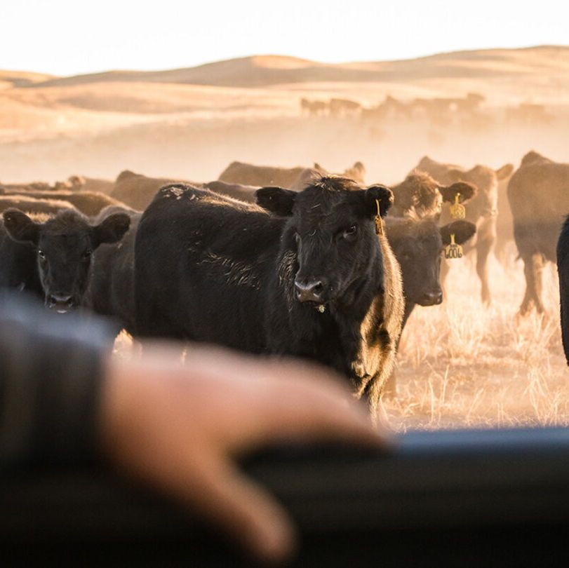 UNL Center for Ag Profitability tweet media