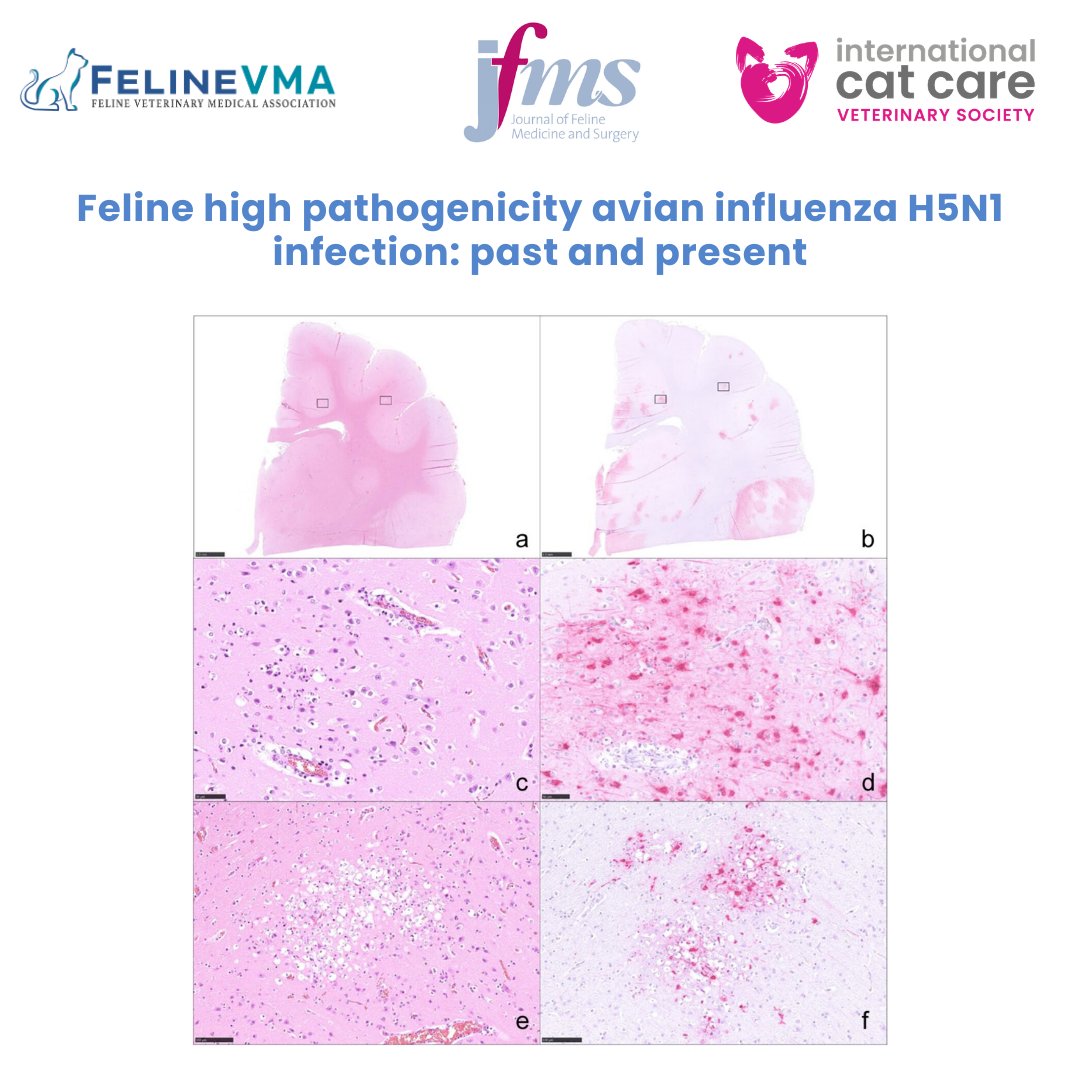 Feline Veterinary Medical Association tweet media