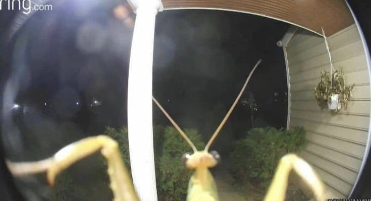 horse dentist tweet media