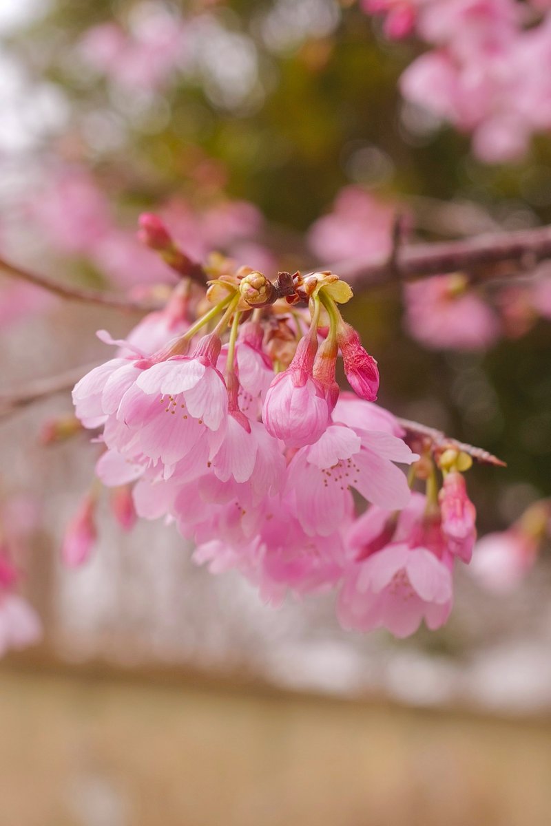 ROG FLOW T tweet media