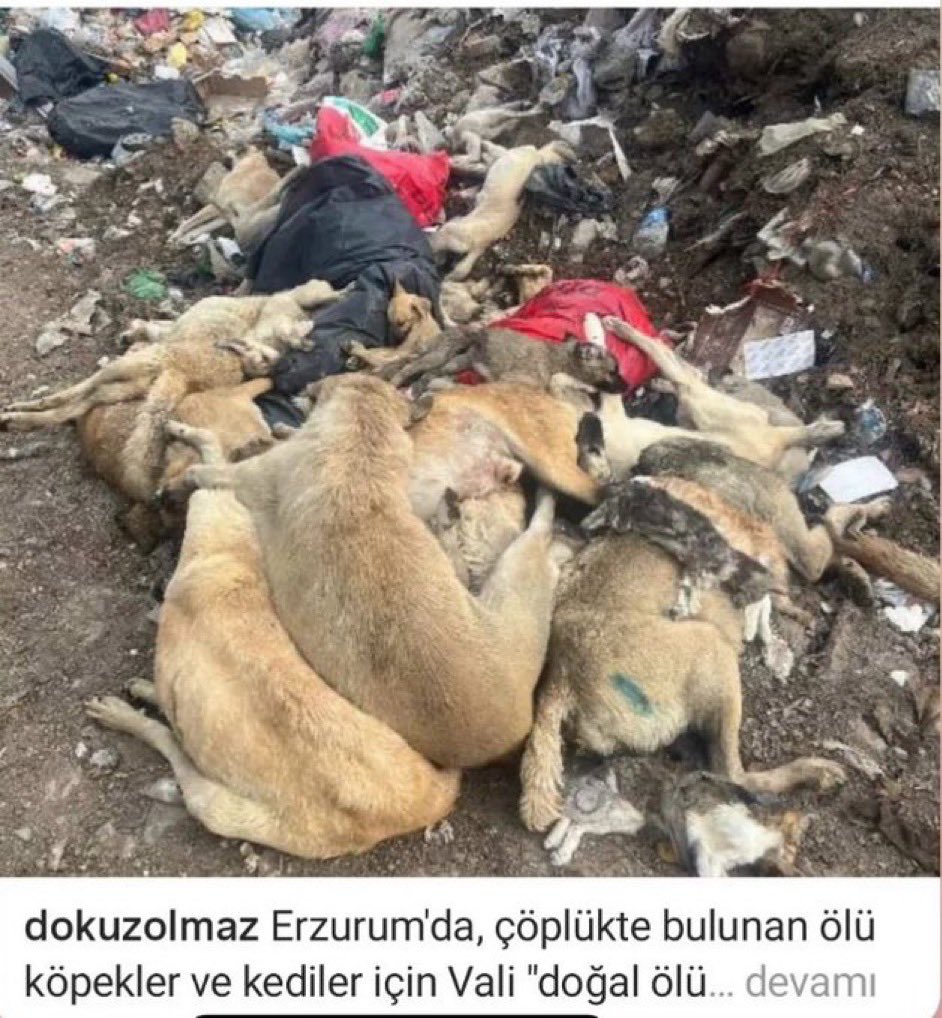 Serdar Özdemir tweet media