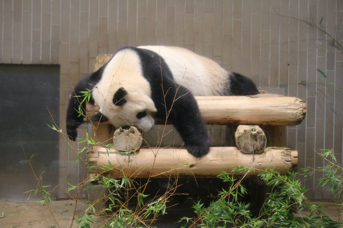 ( ´(oo)`)くーさん tweet media