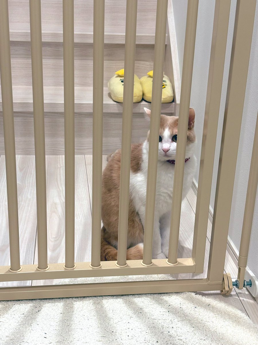 kinaco（きなこ）🐓 tweet media