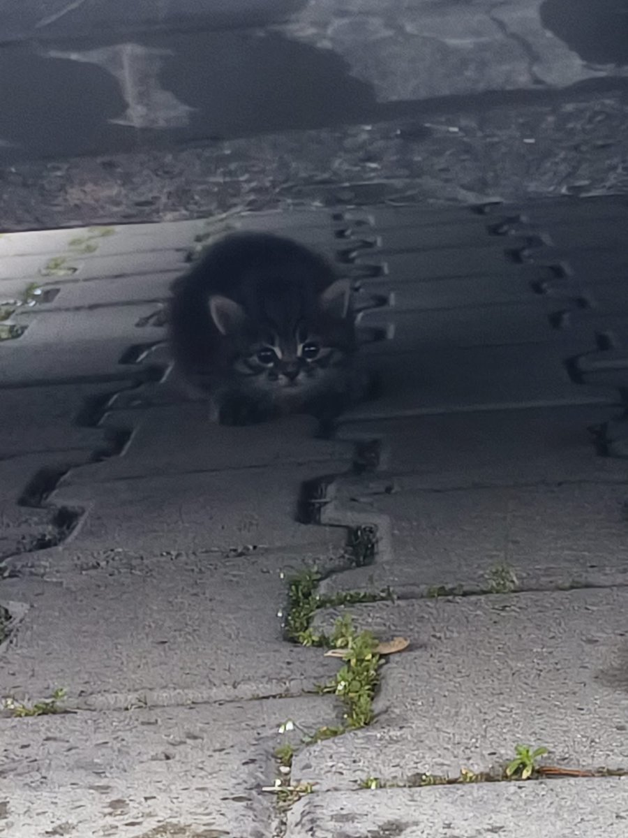 " mira 🦭🐾 #YasayıGeriÇek tweet media