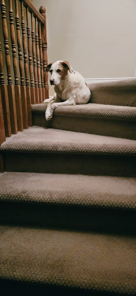 CanadianBlackBear🇨🇦 (CanadianPenny🌈) tweet media