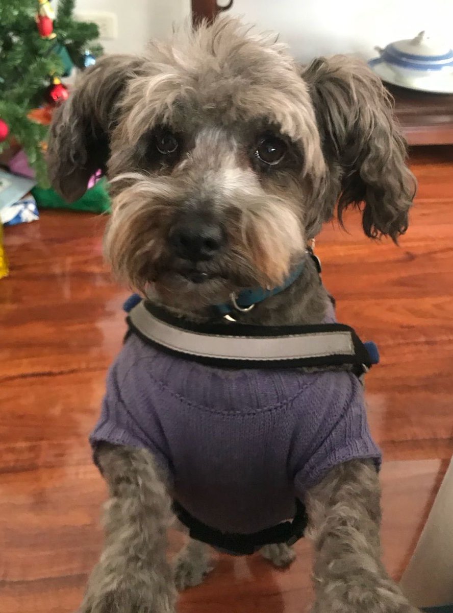 Gonzalo Guillén tweet media