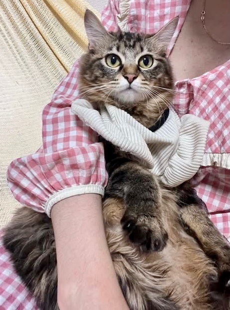 ティニ tweet media