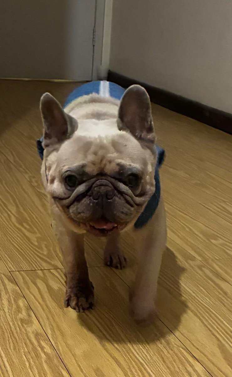 João Figueiredo tweet media