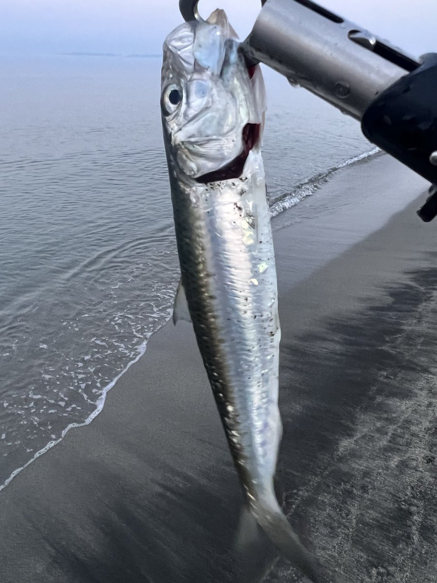 🏩有限会社さっしー社長🎆 tweet media