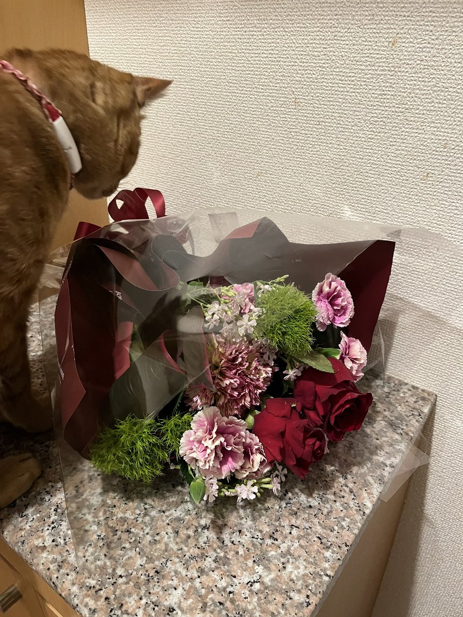 かめこ@rebel250 tweet media