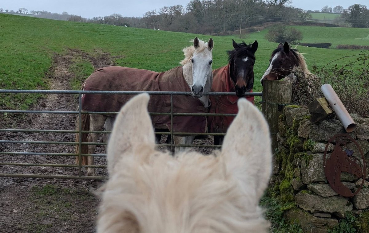 Rocky Da Horse tweet media