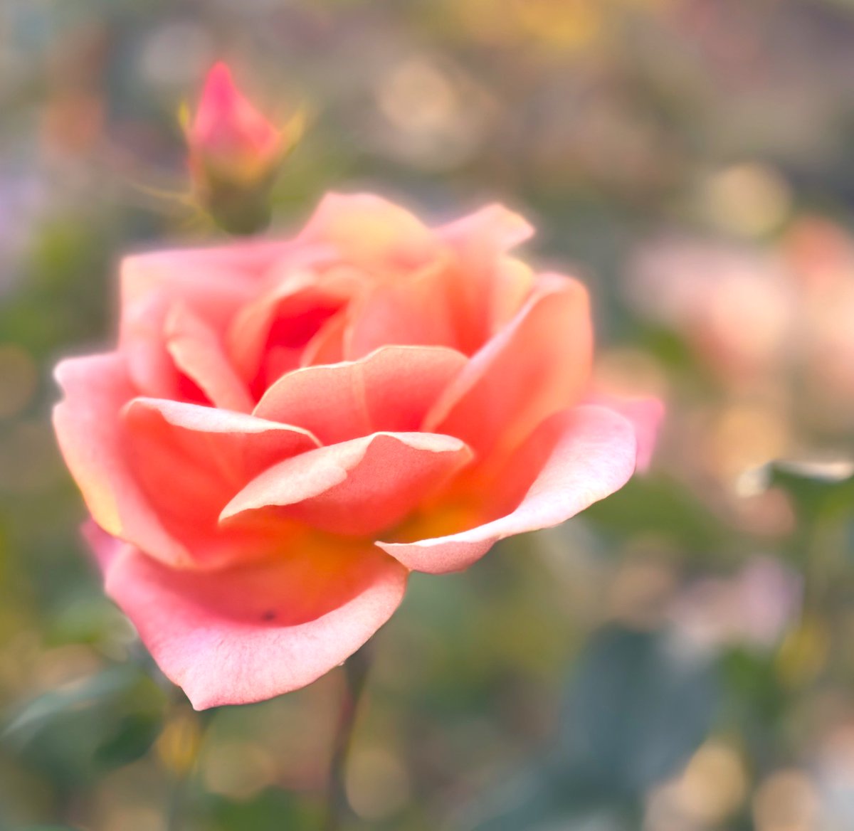 えみりん tweet media