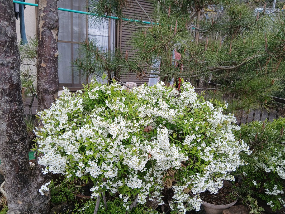 かおっちアンドさくら《いいね♥押せない時もあります》 tweet media